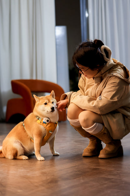 A Shiba Inu dog wearing a yellow harness sits on a wooden floor while a woman in a beige winter jacket crouches down to pet it in an indoor setting.